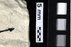 Foto (Detailansicht) von Decapoda indet. (NHMW-GEO-1990-0041-0190)